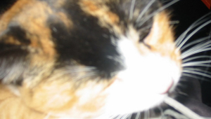 Image of BammBamm & KCRW Present: Jawdropped with Fat, Evil Children